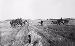 Champ d’avoine à la ferme Angers, Jonquière, Lac-Saint-Jean, vers 1906, avec des agriculteurs, des charrettes tirées par des chevaux et des gerbes de céréales. 