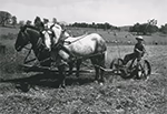 Scène agricole au Vermont montrant deux chevaux attelés à une faucheuse tirée par roues métalliques, avec un champ en arrière-plan où paissent plusieurs vaches.