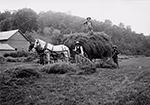 Chargement du foin au Vermont vers 1900, montrant une charrette tirée par deux chevaux, remplie de foin, avec trois personnes travaillant dans un champ entouré d’arbres.