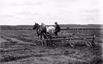 Un homme et deux chevaux tirent une charrue dans un champ, à Amos, vers 1916.